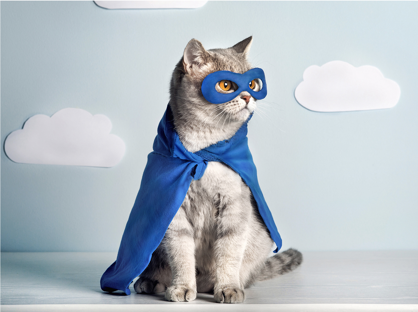 Gato sendo examinado