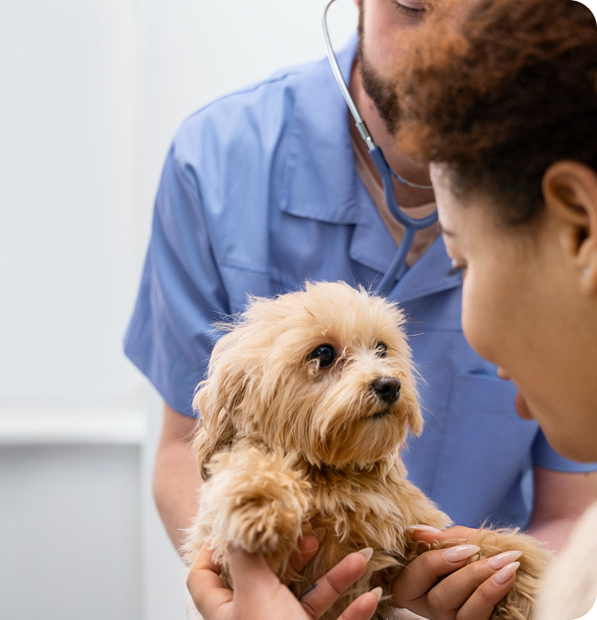 Pet sendo cuidado por um veterinário