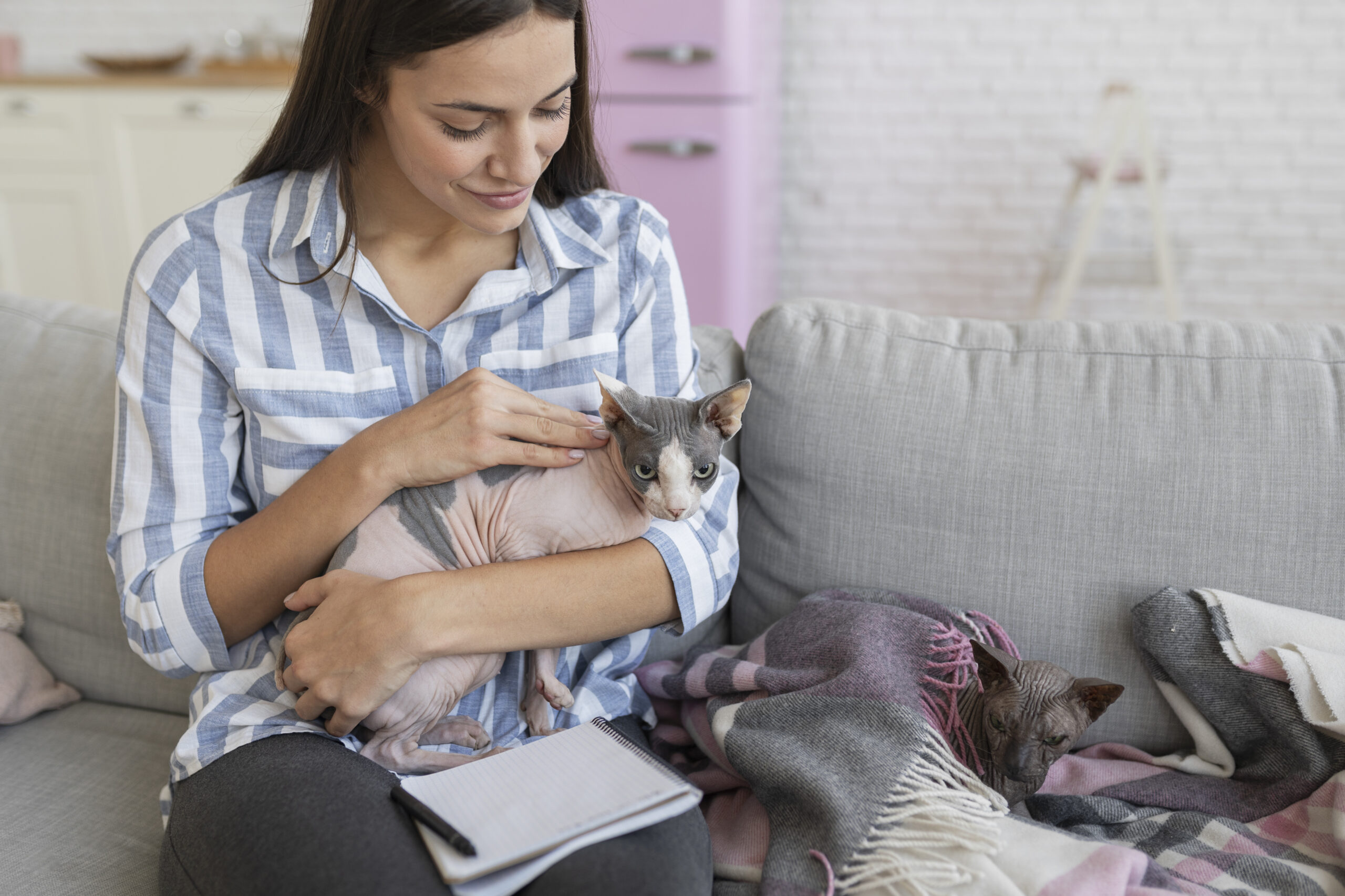 Quanto custa ter um gato com gastos de alimentação e cuidados
