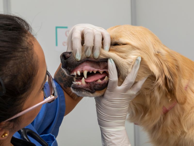 plano de saúde pet sem carência -conceito