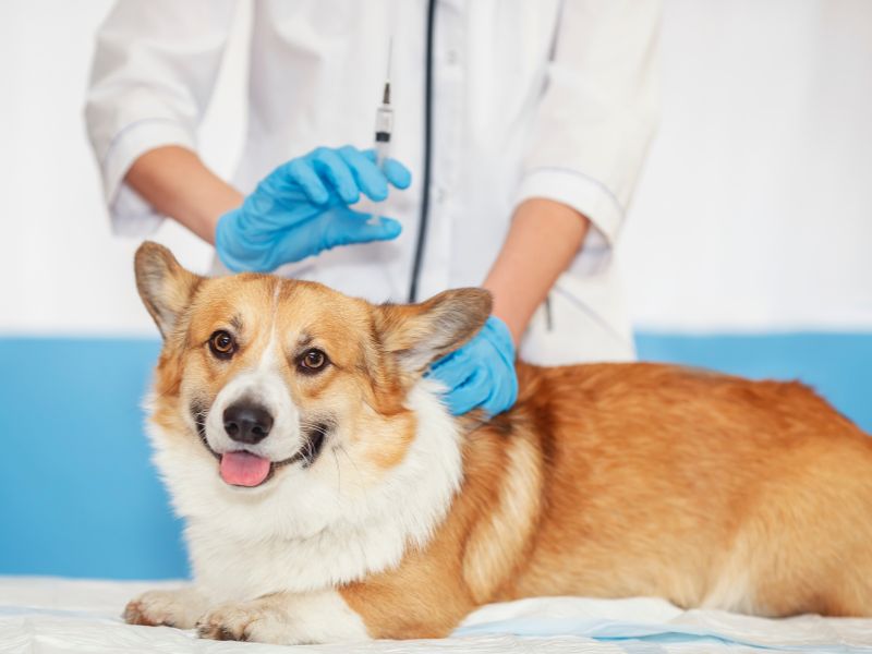 plano de saúde pet sem carência - contratar
