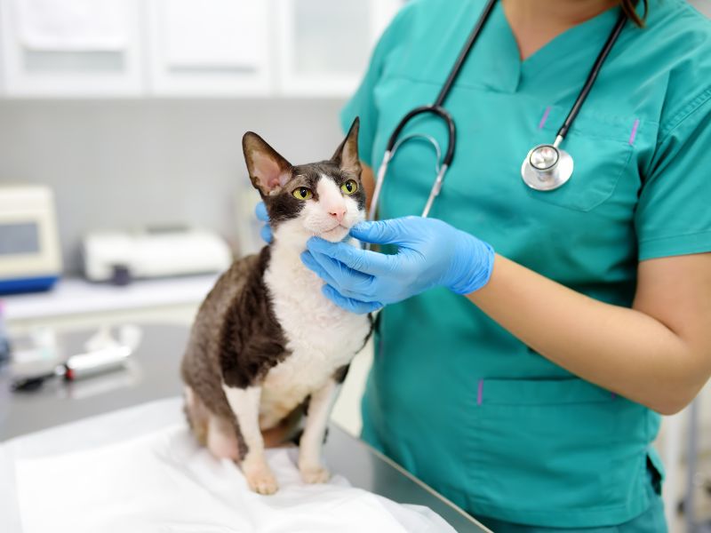 plano de saúde pet sem carência