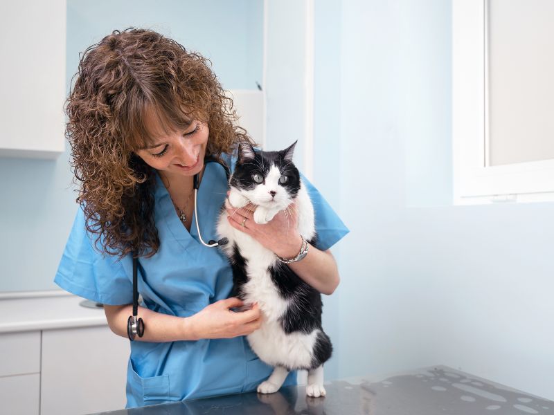 plano de saúde pet sem coparticipação conceito