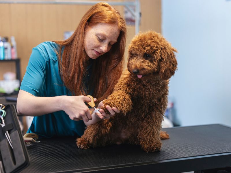 plano de saúde pet sem coparticipação preço