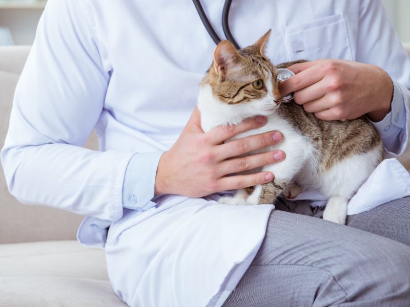 plano de saúde pet sem coparticipação