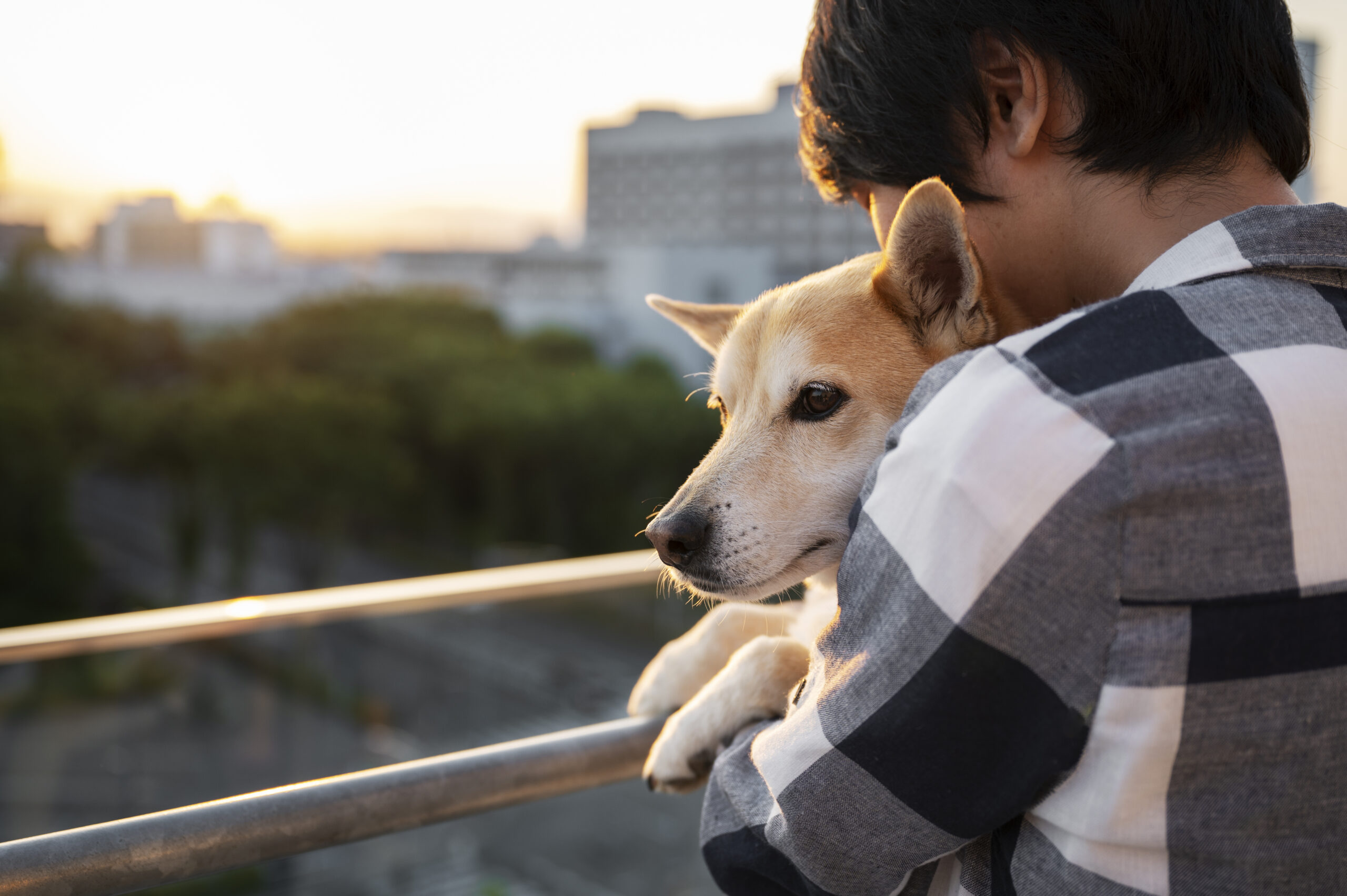 Tutor e cachorro fortalecendo vínculo e bem-estar emocional