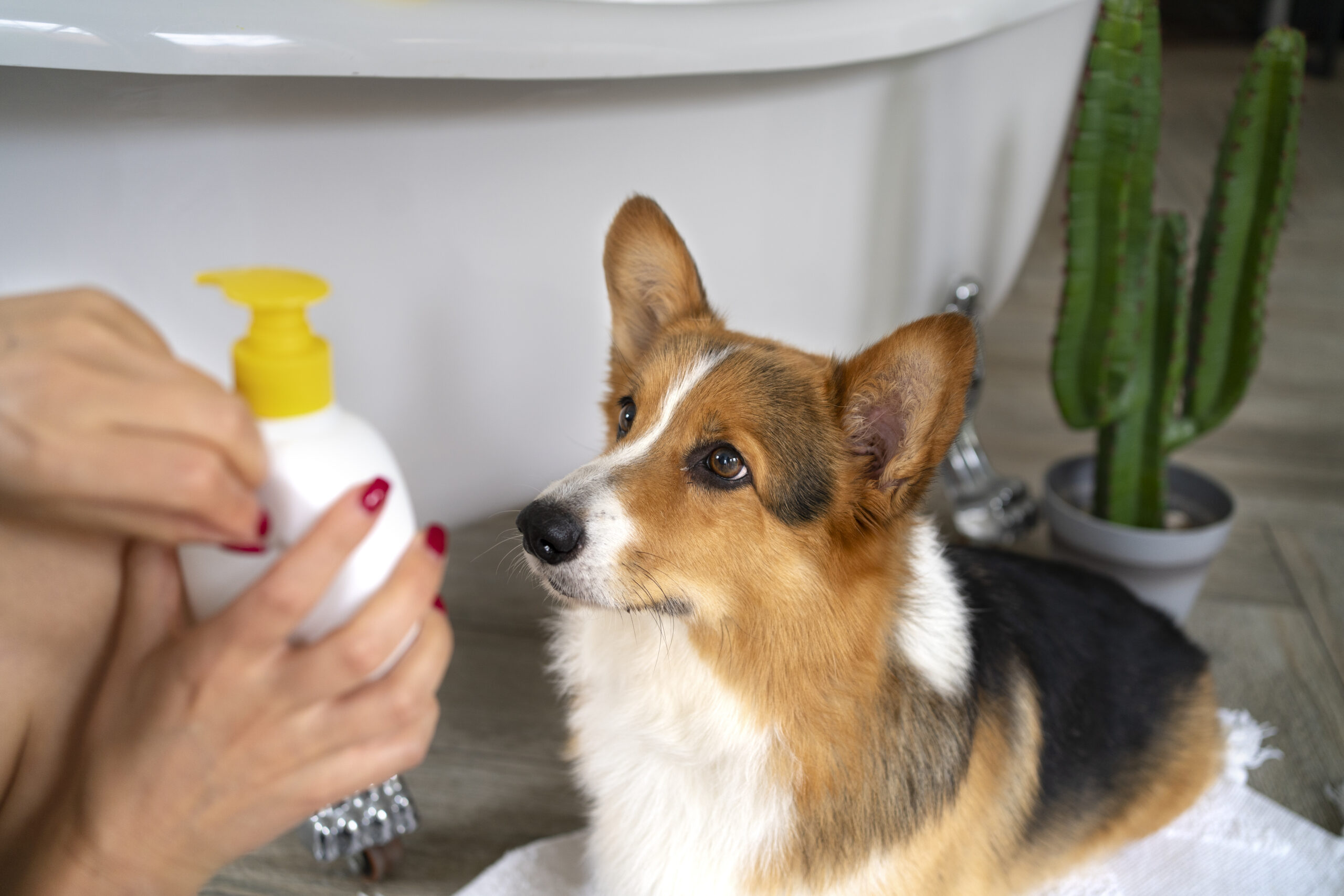 Cães e gatos correm risco com bactéria em produto de limpeza durante limpeza doméstica